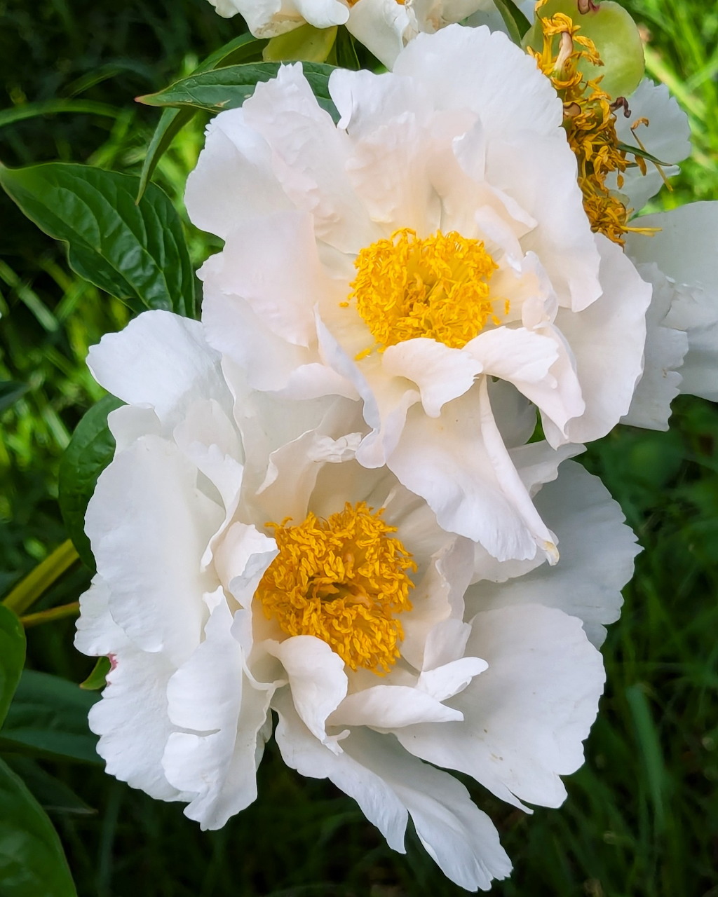 Two white peony flowers with yellow stamens surrounded by green leaves