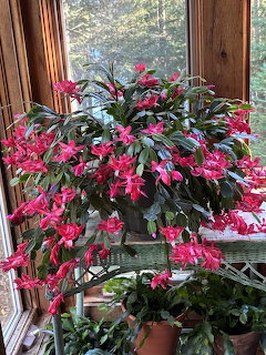 Christmas Cactus Hot Pink