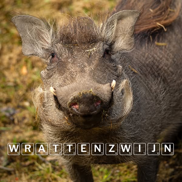 Warthog Close Up