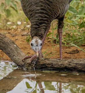 Wild turkey leaning down to drink water from a pool with its reflection visible