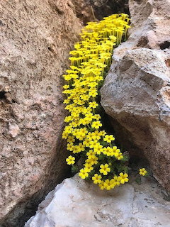 Yellow Wildflowers in Canyon
