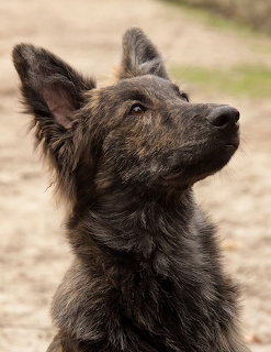 Black Hungarian Mudi dog portrait looking up with alert expression and pointed ears