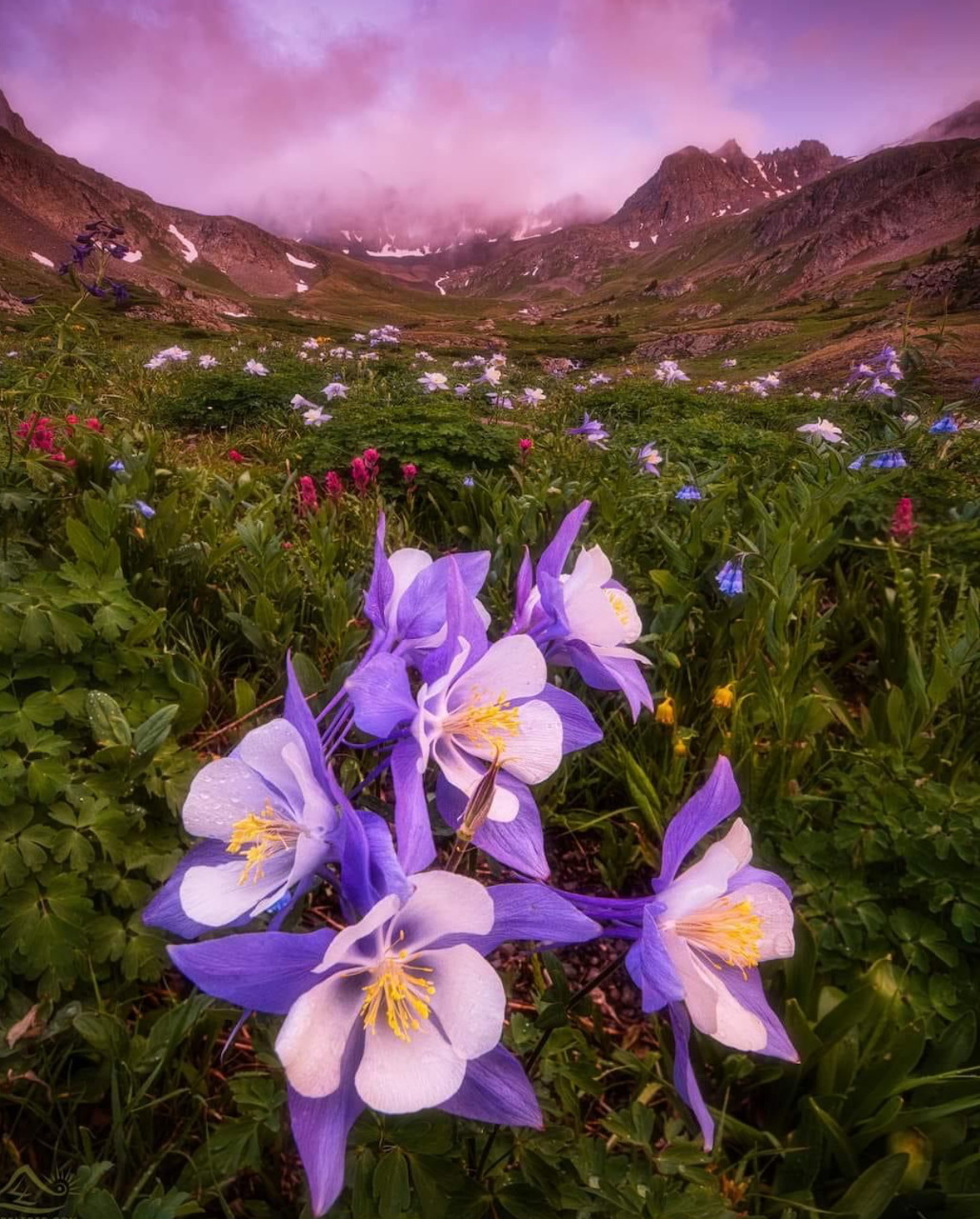 Spring Columbine Mountain Meadow