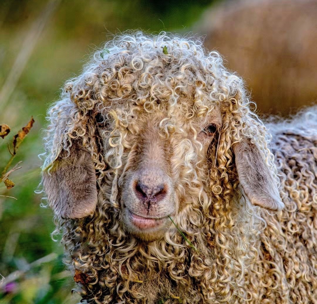Close-up of a brown curly-haired sheep with floppy ears outdoors