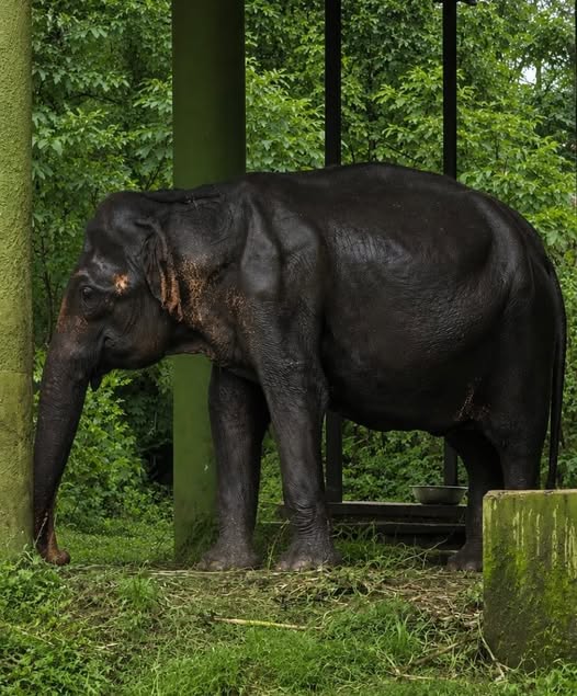 Large elephant standing in a green forest enclosure with dense vegetation