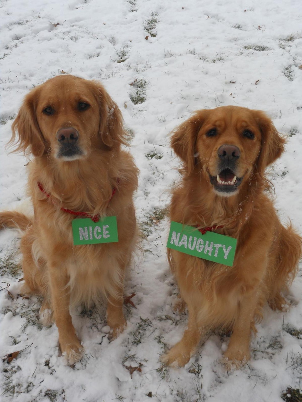 Two golden retrievers in snow with Nice and Naughty signs
