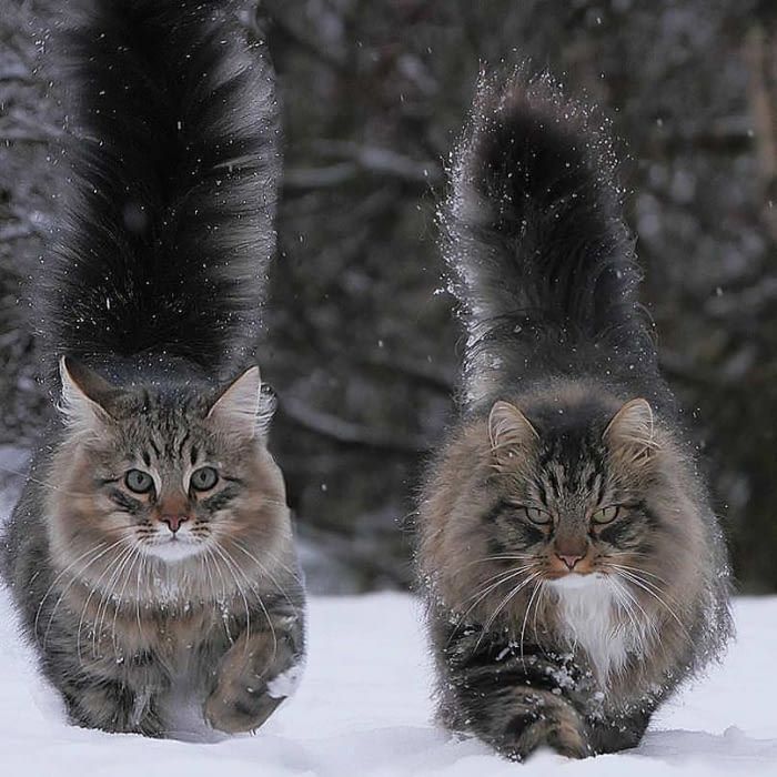 Two Cats in Snow