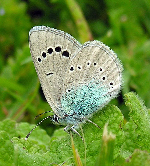 Small butterfly with grey wings and blue patches perched on a green leaf