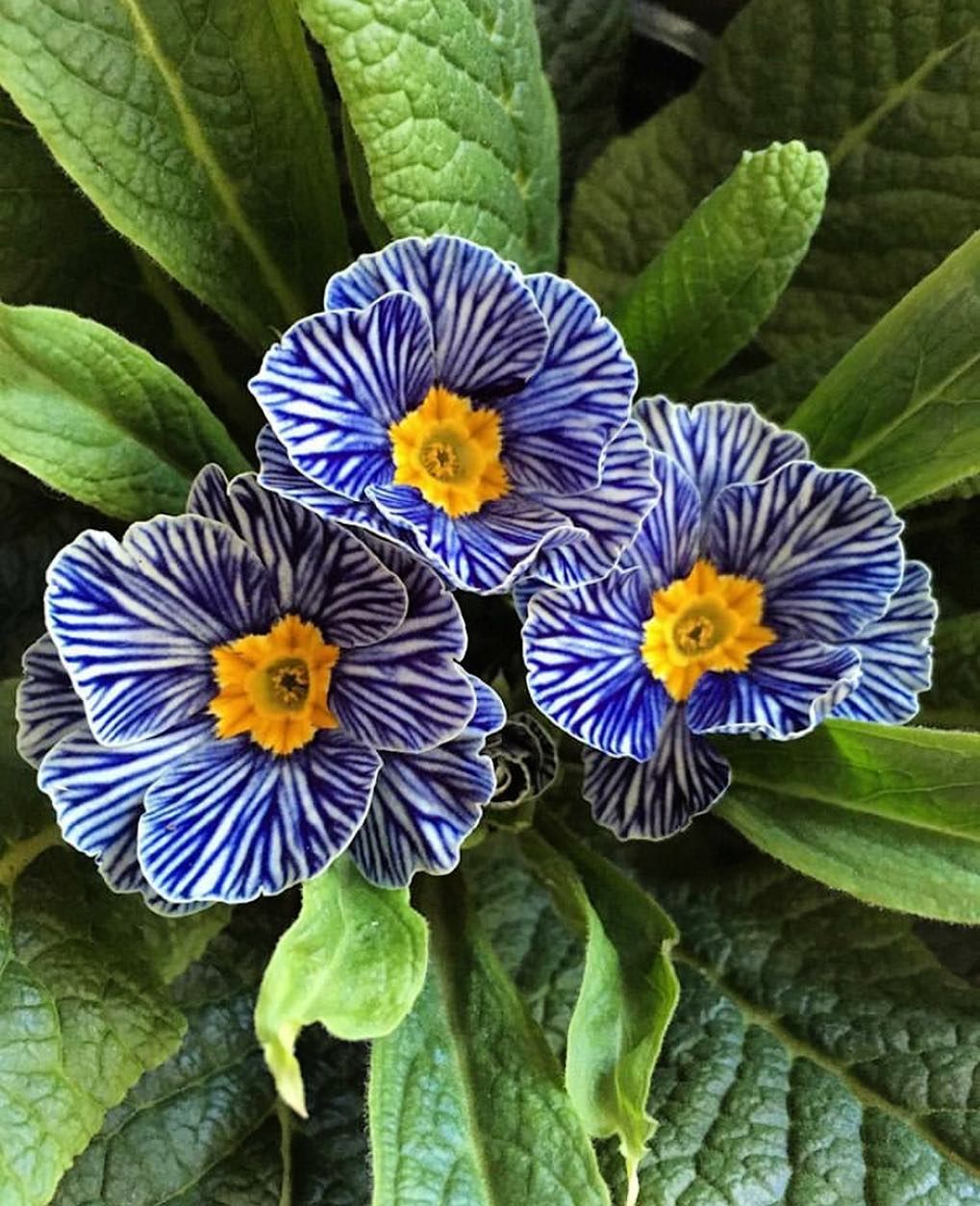 Three blue and white striped primrose flowers with yellow centers on green foliage