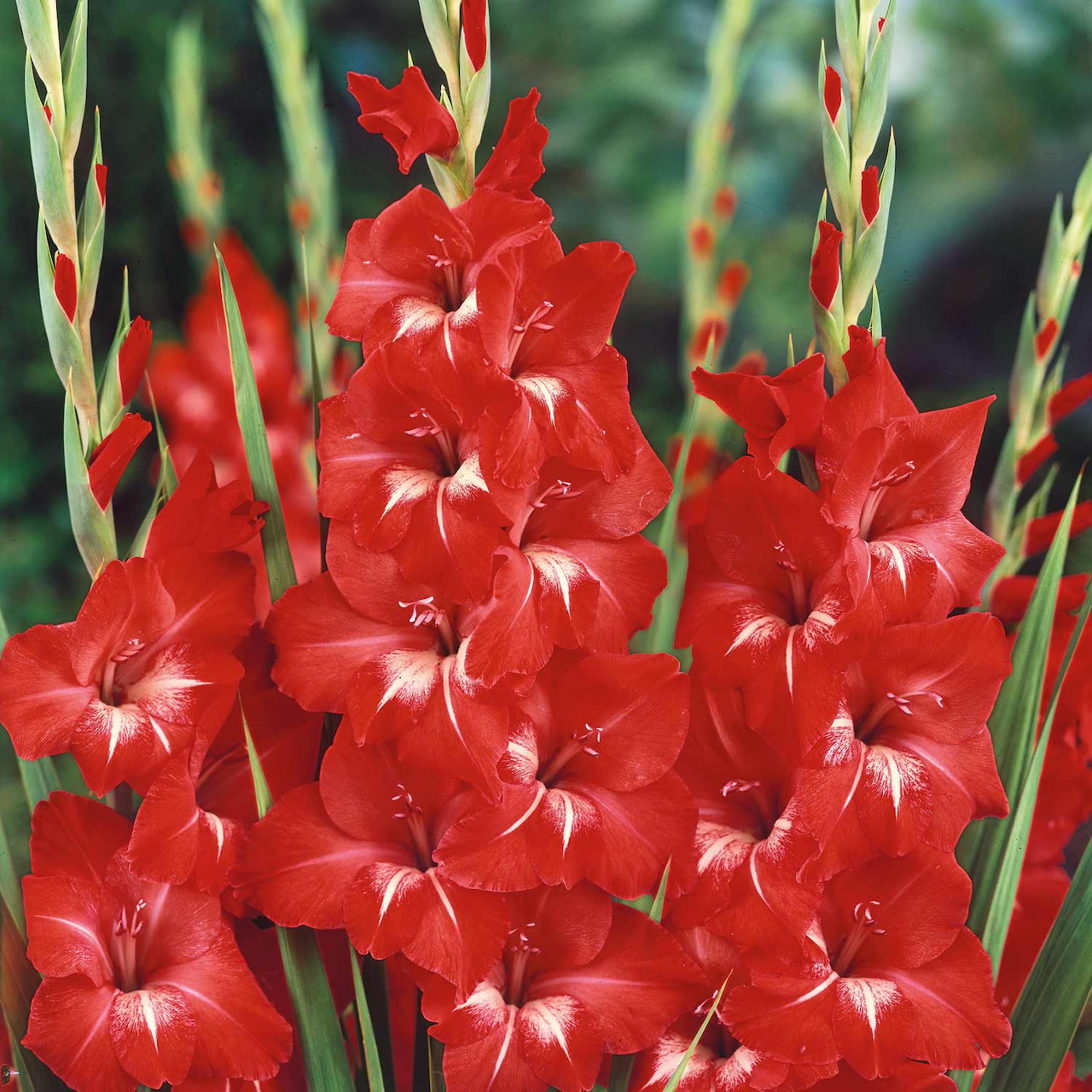 Bright red gladiolus flowers with white centers on green stalks