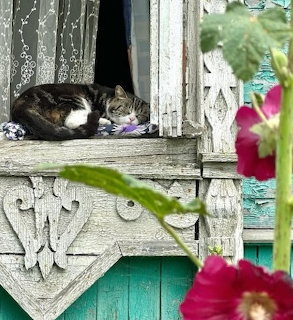 Tabby cat sleeping on old white wooden windowsill with pink flowers