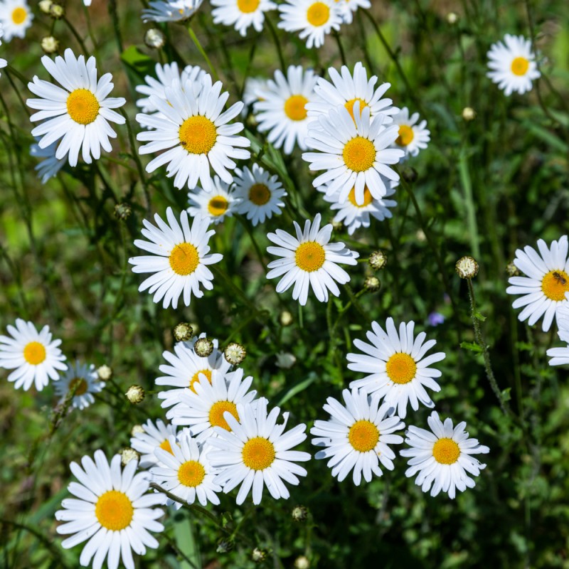 White Daisy Flowers