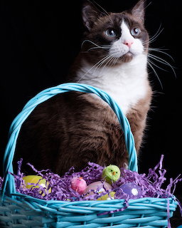 Cat with Easter Basket