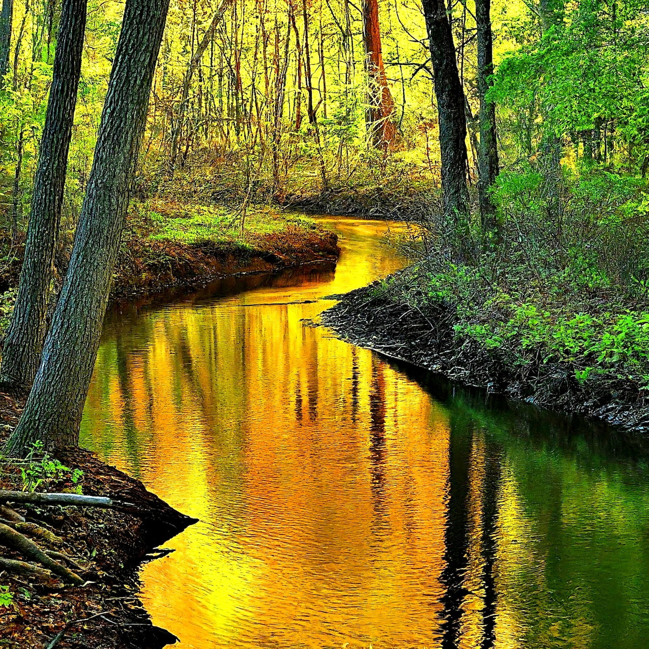 Winding stream with golden reflections flowing through a lush forest with moss-covered banks