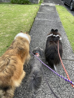 Three dogs on leashes walking along a sidewalk beside grass