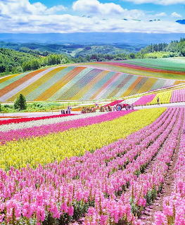 Colorful Flower Fields Hokaido