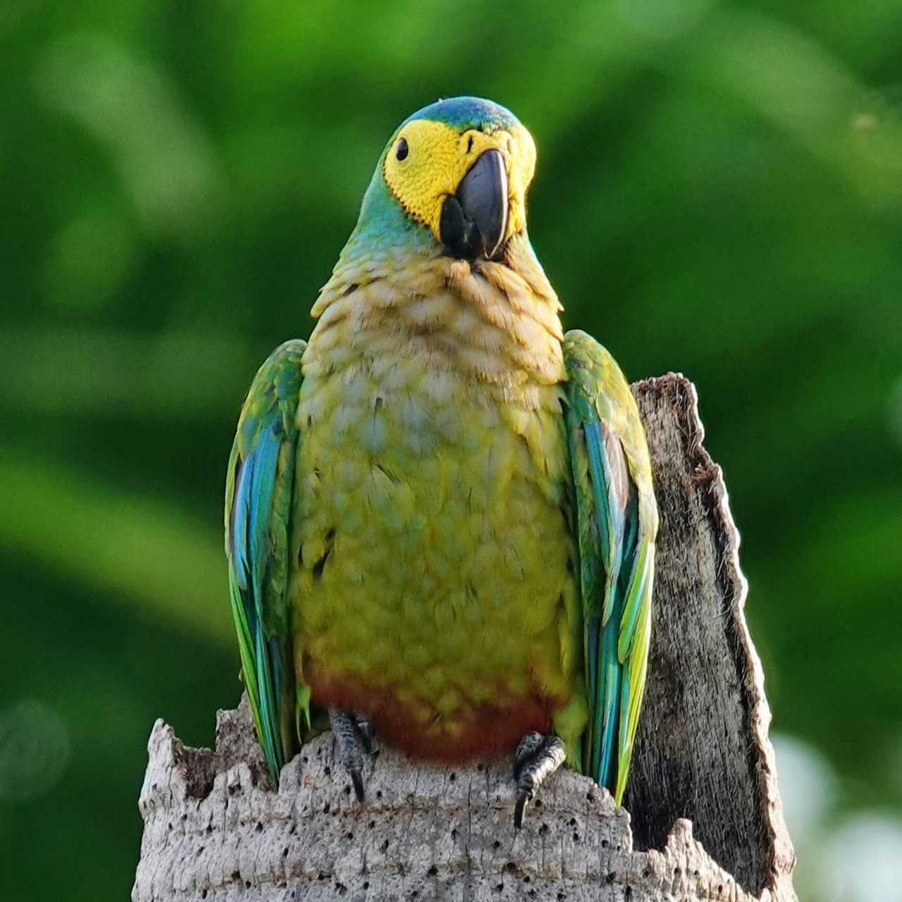 Yellow and blue parrot perched on a wooden branch with green background