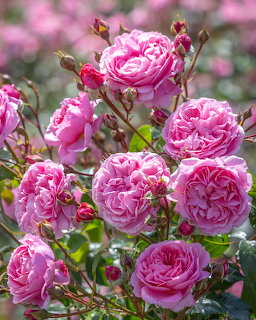 Pink Garden Roses