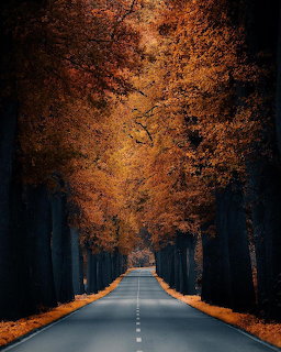 Road through autumn trees with orange foliage forming a natural tunnel