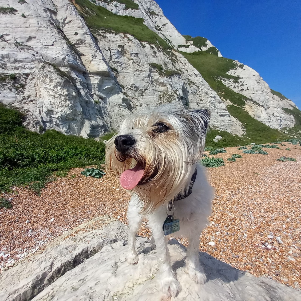Small fluffy dog on beach with white chalk cliffs behind