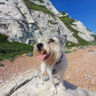 White Cliffs Dover Dog