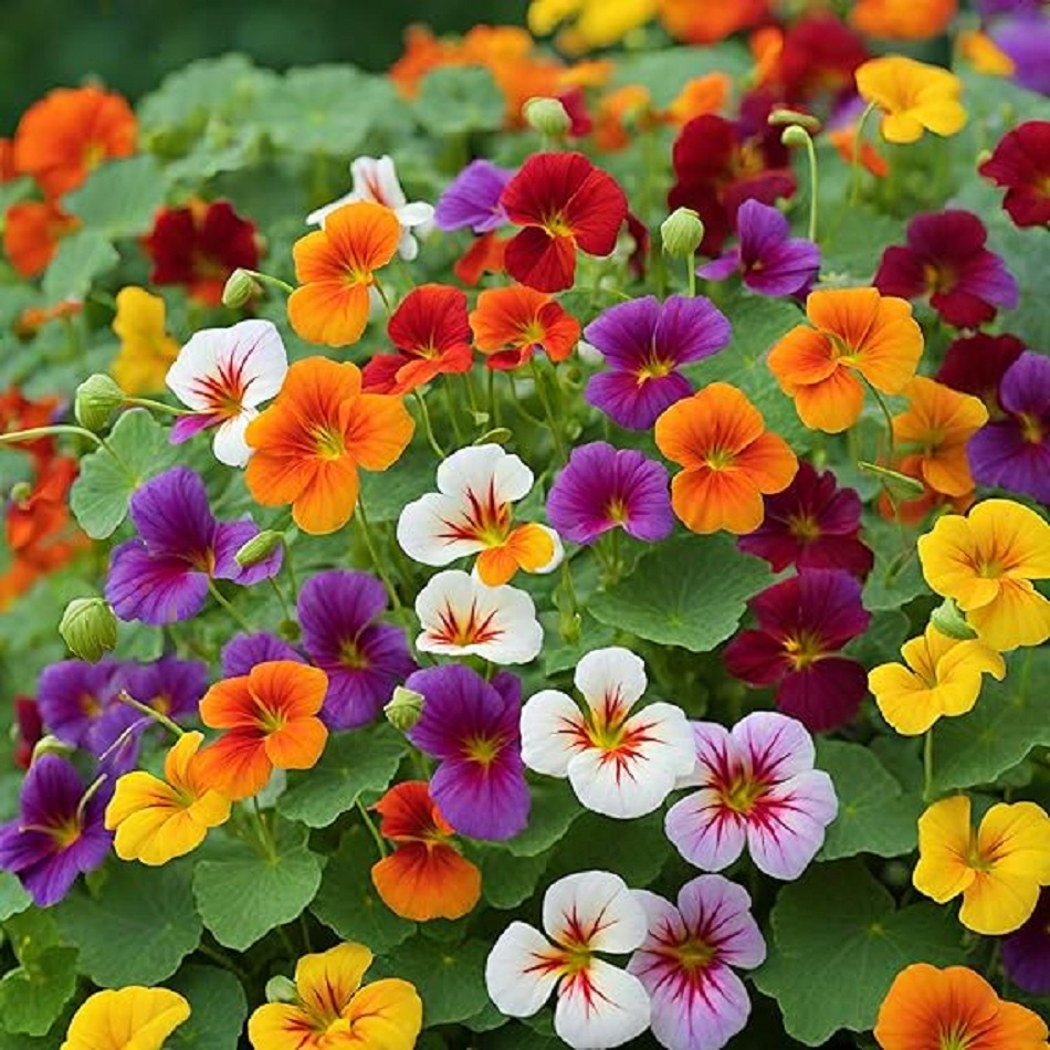Colorful nasturtium flowers blooming in orange, purple, yellow, red and white with green foliage