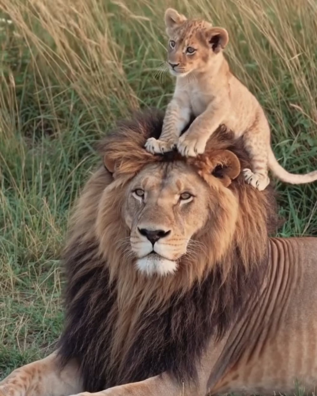 Lion cub perched on top of a male lion's mane in African grassland