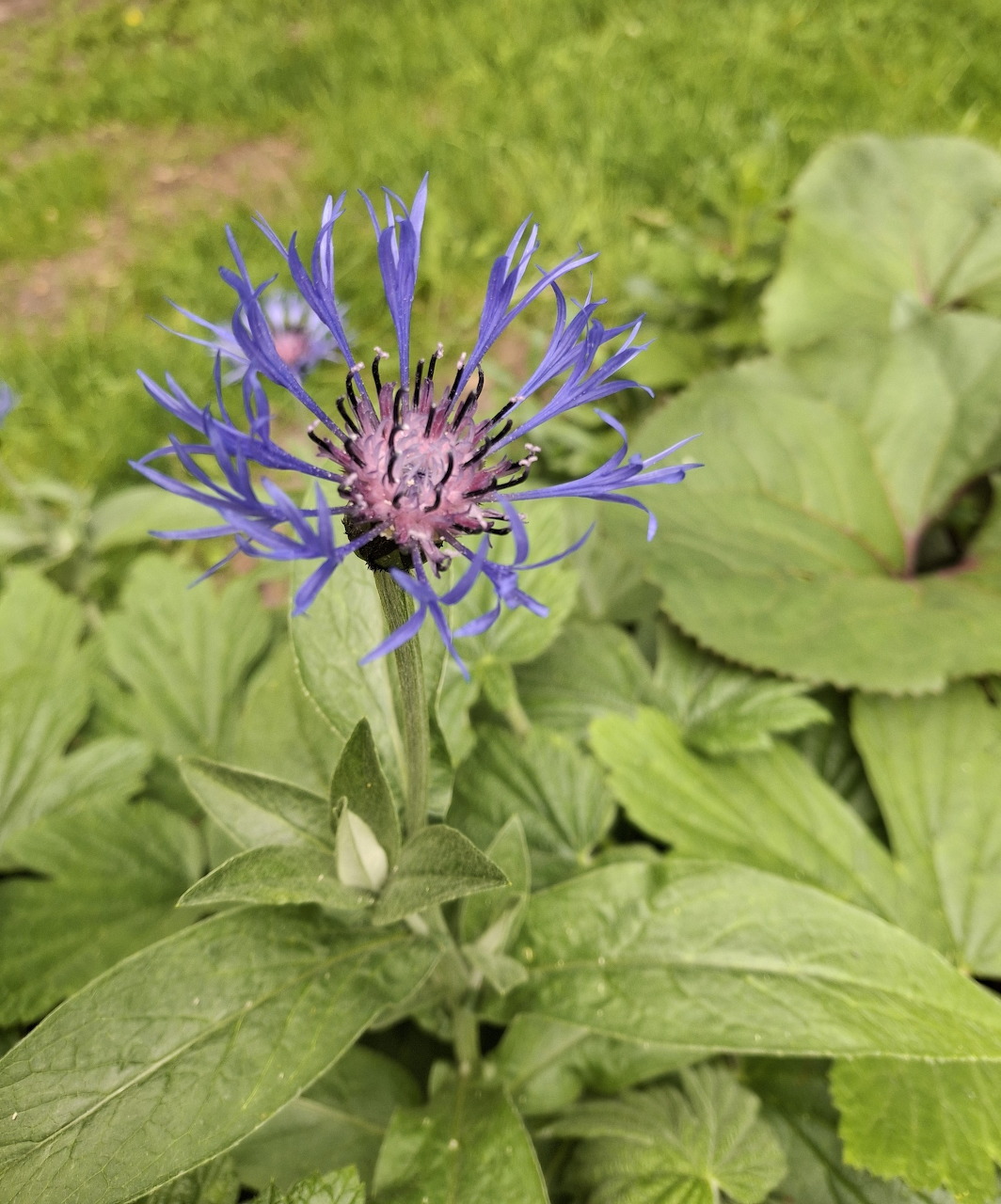 Centaurea montana