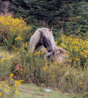 Grayson Highlands Pony