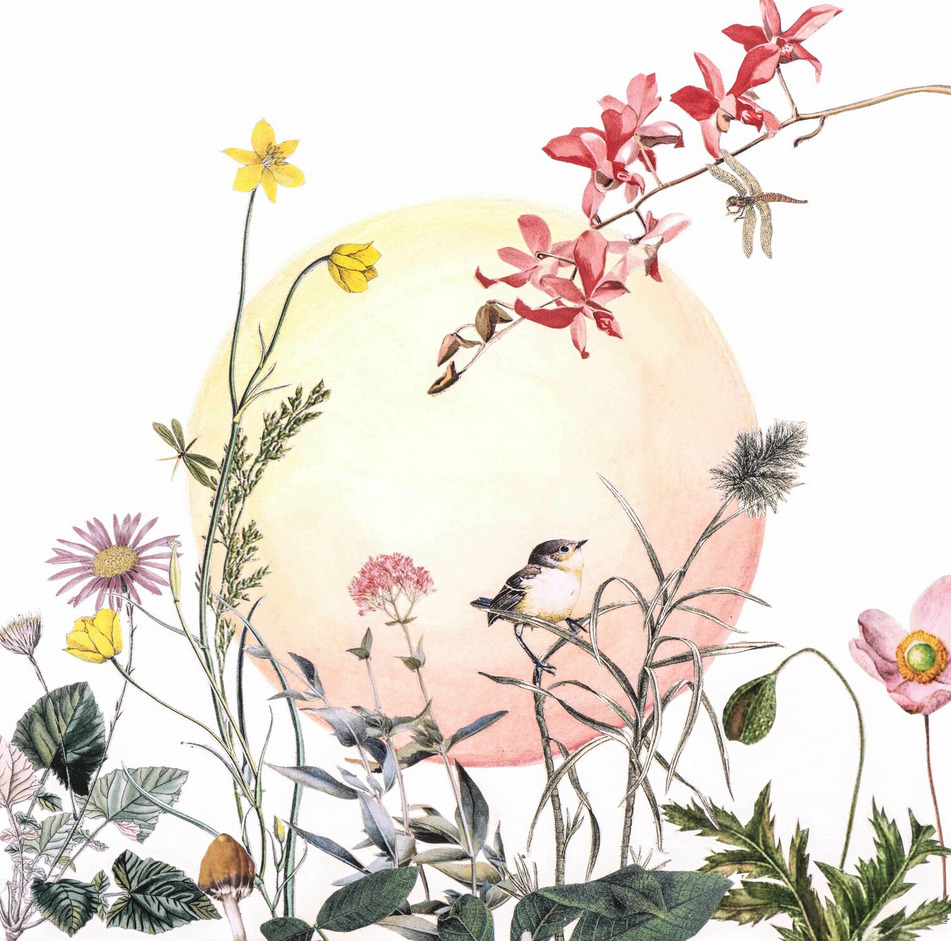 Botanical illustration with wildflowers, birds, and luminous moon in soft pastel colors