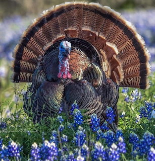 Wild turkey displaying its fan tail among bluebonnet flowers in a field