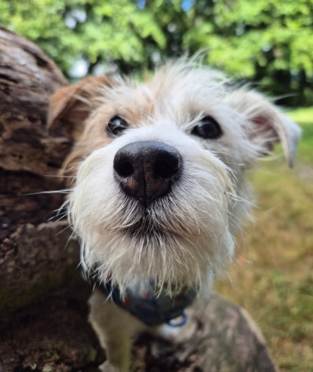Eddie the Terrier Dog