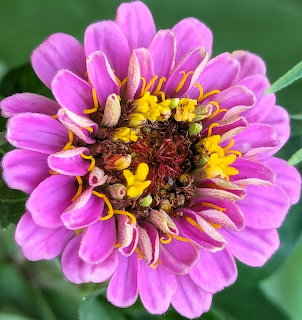 Close-up of a pink zinnia flower with yellow stamens against green leaves