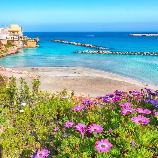Mediterranean beach with turquoise water, sandy shore, stone pier, and purple flowers in foreground