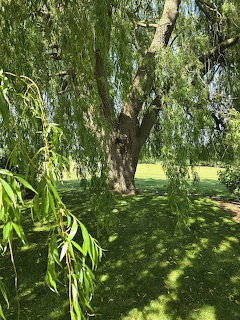 Large weping willow tree with cascading green branches over a sunlit grassy area