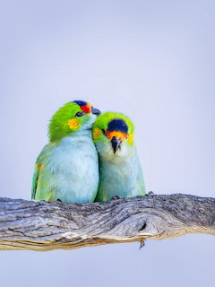 Purple Crowned Lorikeets Australia