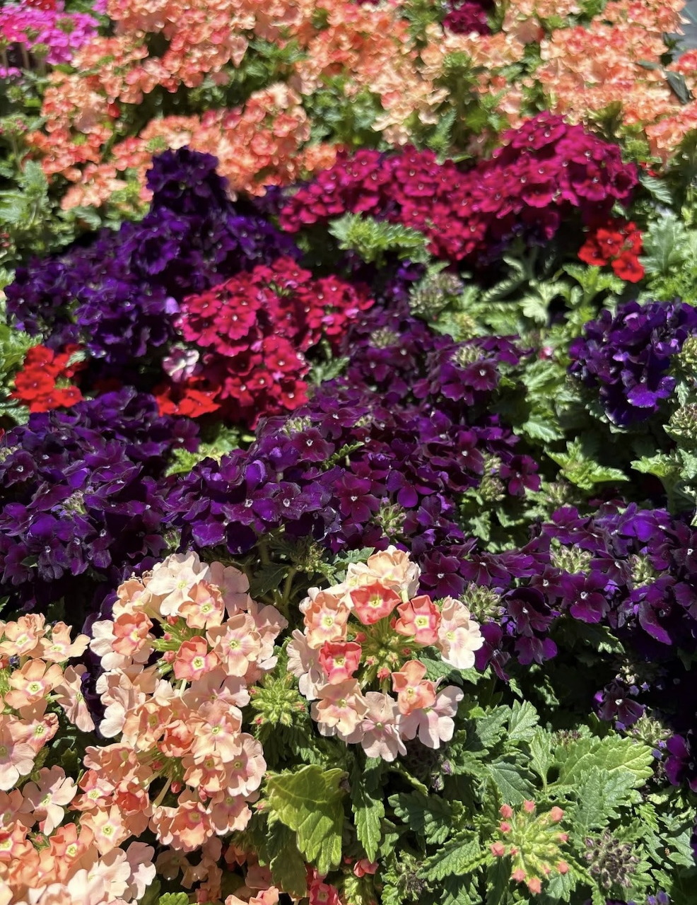Dense garden bed of verbena flowers in purple, pink, red, and peach colors with green foliage