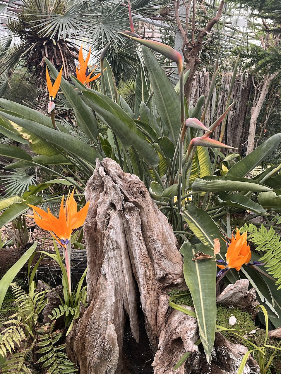 Bird of Paradise Flowers