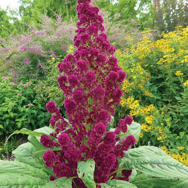 Amaranth Plant