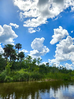 Calm creek with green palm trees and tropical vegetation under a blue sky with white cumulus clouds