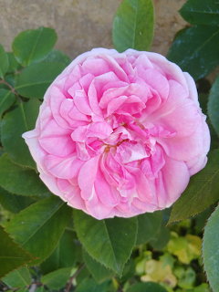 Close-up of a pink rose flower with multiple layered petals and green foliage