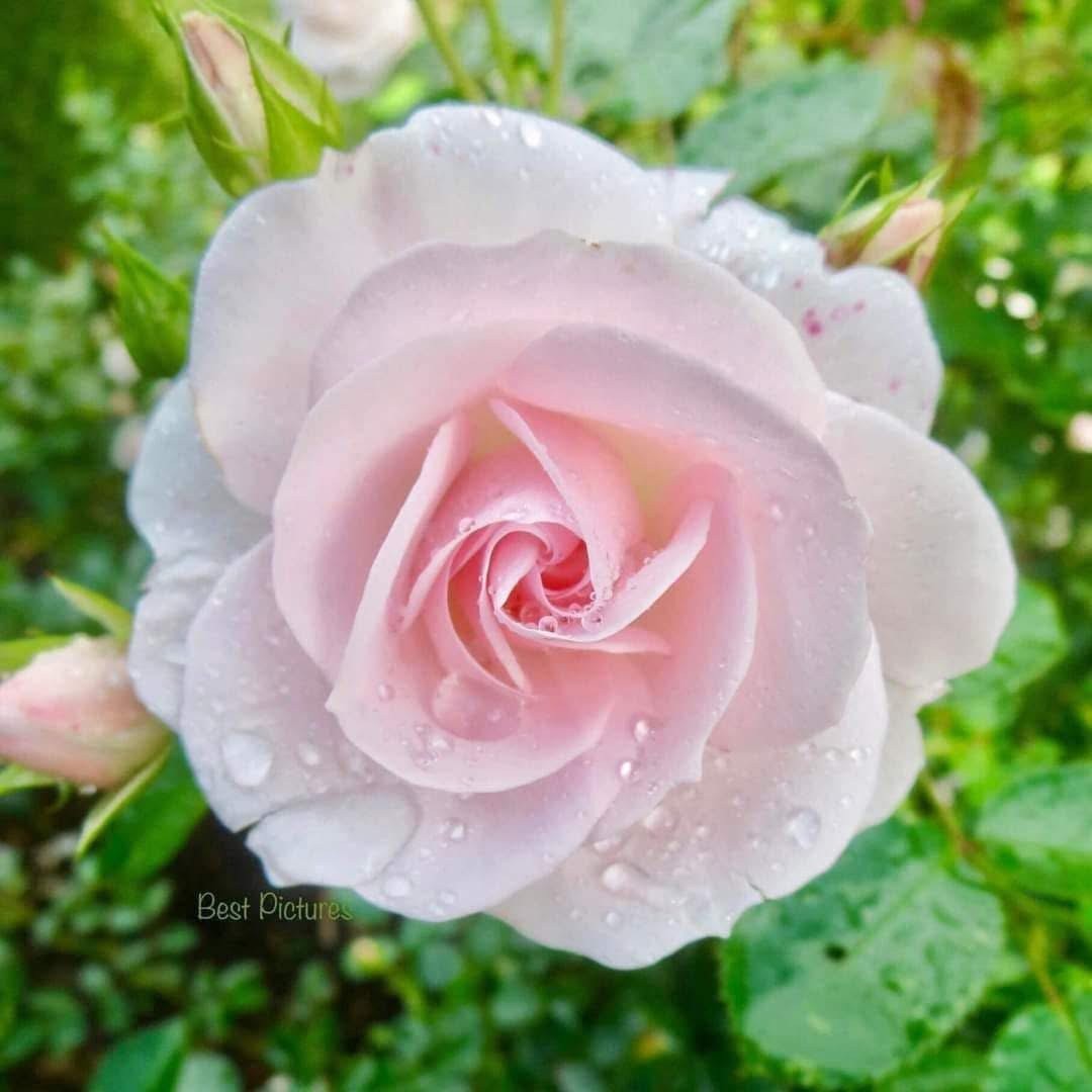 Close-up of a soft pink rose with dewdrops on petals against green leaves