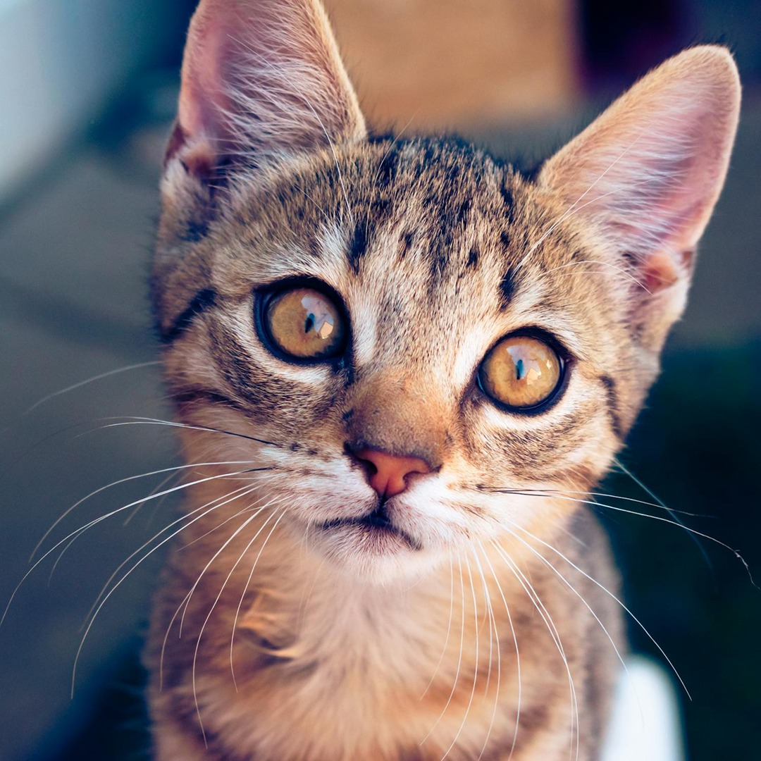 Close-up of a young tabby kitten with large amber eyes and white whiskers looking at camera