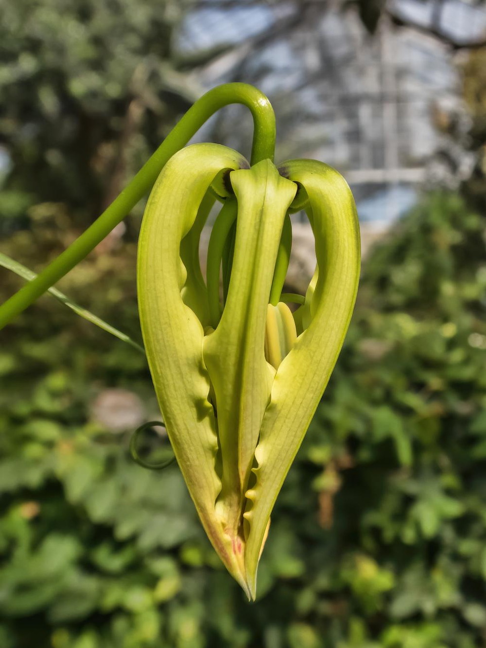 Close-up of a green Gloriosa lily bud with curled petals and blurred foliage behind it.