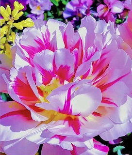 Close-up of a large pink and white peony flower with colorful flowers in the background
