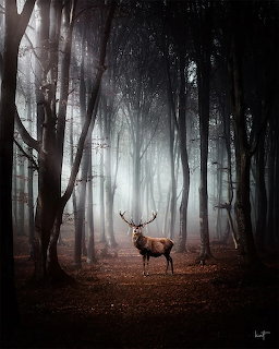 Stag in Woodland