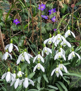 White snowdrop flowers with green markings and purple liverwort bloms among green leaves in spring