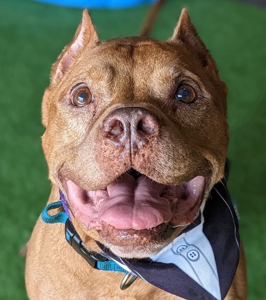 Close-up of a smiling brown dog wearing a black-and-white bandana on grass