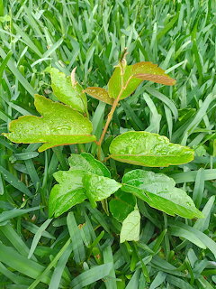 Small green plant with broad leaves growing in thick grass