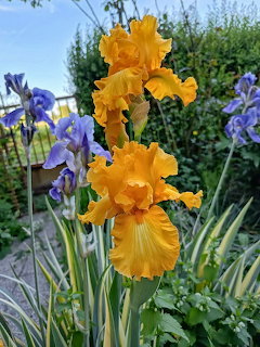Yellow iris flowers in bloom with purple irises and green garden foliage behind them.